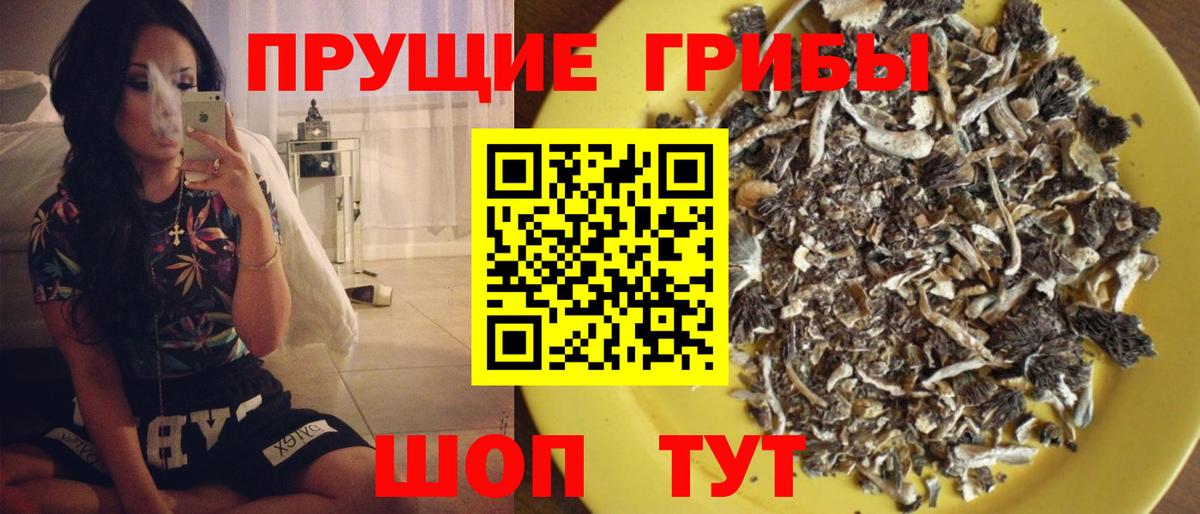 Зерноград  Псилоцибиновые грибы Psilocybe  Вход с VPN  Галлюциногенные грибы GOLDEN TEACHER 